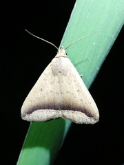 Simplicia mistacalis