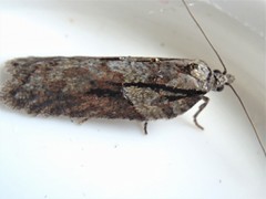 Acleris ptychogrammos
