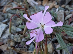 Clarkia breweri