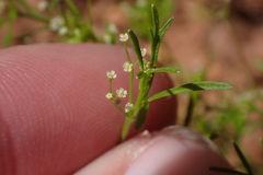 Apiastrum angustifolium
