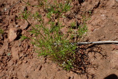 Apiastrum angustifolium