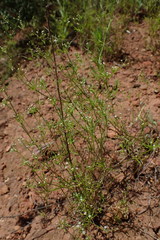 Apiastrum angustifolium