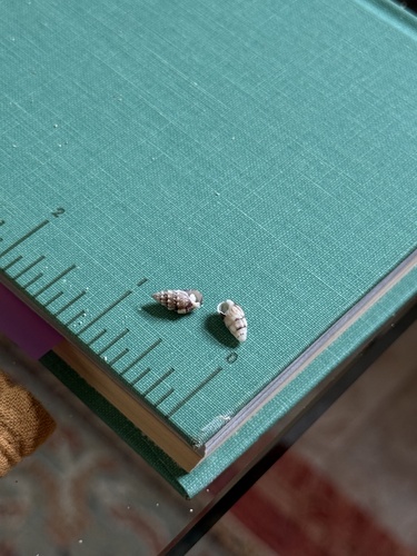 Cerithium atromarginatum observed 2026-08-17