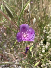 Clarkia gracilis
