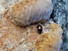 Diaperis nigronotata