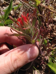Castilleja hispida