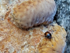 Diaperis nigronotata