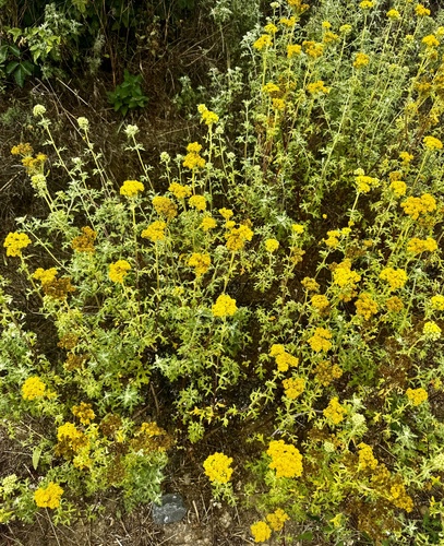 Eriophyllum staechadifolium, photograph 2
