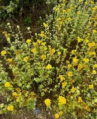 Eriophyllum staechadifolium, photograph author not stated, no rights reserved