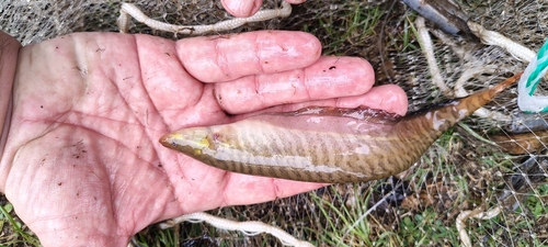 Forest banded knifefish (Gymnotus sylvius) — Gymnotidae — 2
