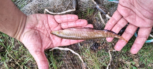 Forest banded knifefish (Gymnotus sylvius) — Gymnotidae