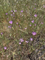 Clarkia gracilis