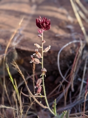 Streptanthus insignis