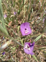 Clarkia gracilis