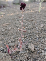 Streptanthus insignis