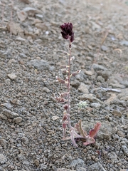 Streptanthus insignis