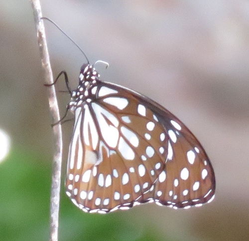 Blue Tiger