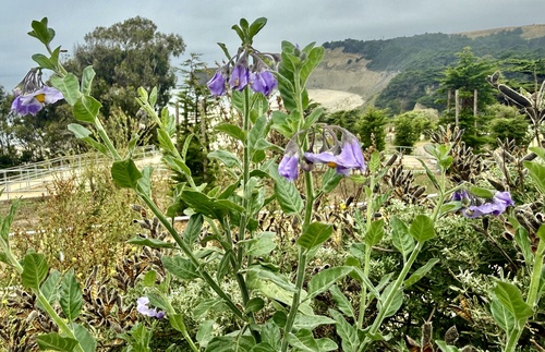 Solanum umbelliferum