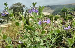 Solanum umbelliferum