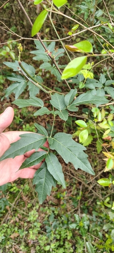 Paullinia elegans