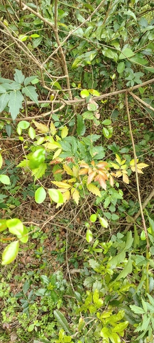 Paullinia elegans, photograph 2
