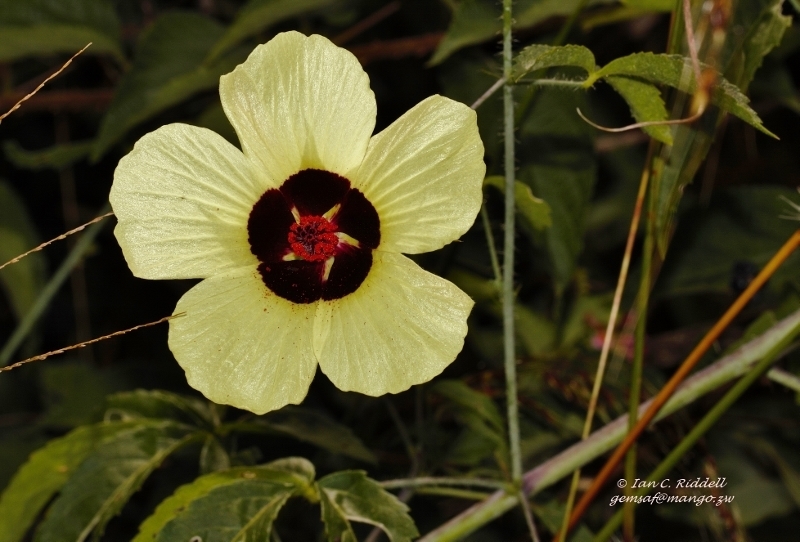 Astrohibiscus caesius