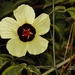 Hibiscus caesius - Photo (c) i_c_riddell, algunos derechos reservados (CC BY), subido por i_c_riddell