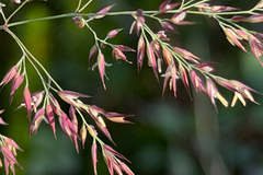 (c) Cody Hinchliff, some rights reserved (CC BY) Calamagrostis canadensis, photograph (c) Cody Hinchliff, some rights reserved (CC BY)