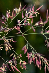 Calamagrostis canadensis, photograph (c) Cody Hinchliff, some rights reserved (CC BY)