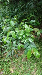 Magnoliopsida