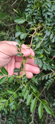 Zanthoxylum fagara, photograph 5