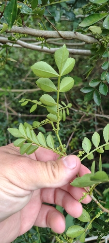 Zanthoxylum fagara, photograph 6