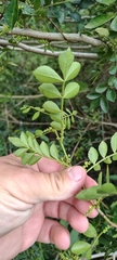 Zanthoxylum fagara, photograph (c) Pablo H Capovilla, some rights reserved (CC BY)