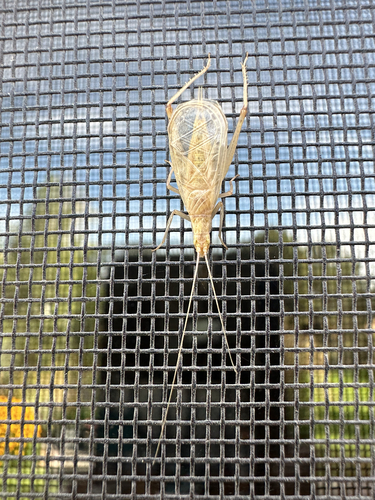 Western Tree Cricket