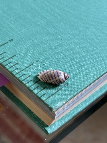 Vexilla vexillum observed 2026-08-17