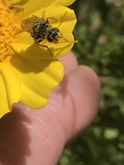 Tetropismenus hirtus