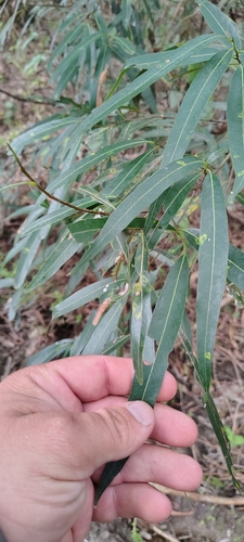 Nectandra angustifolia, photograph 5