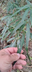 Nectandra angustifolia, photograph (c) Pablo H Capovilla, some rights reserved (CC BY)