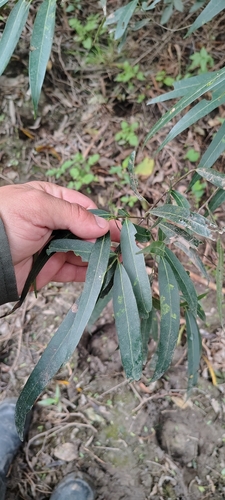 Nectandra angustifolia, photograph 6