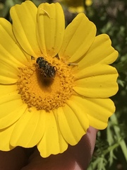 Tetropismenus hirtus