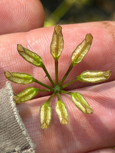 Coptis aspleniifolia, photograph 4