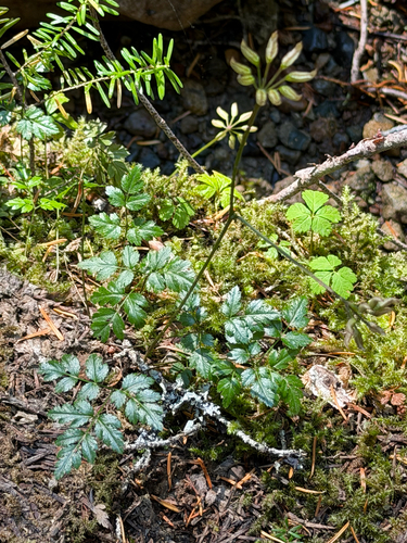 Coptis aspleniifolia, photograph 5