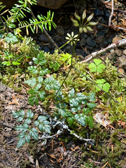 Coptis aspleniifolia, photograph (c) Cody Hinchliff, some rights reserved (CC BY)