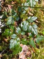 Coptis aspleniifolia, photograph (c) Cody Hinchliff, some rights reserved (CC BY)