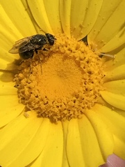 Tetropismenus hirtus