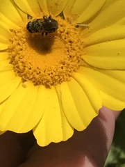 Tetropismenus hirtus