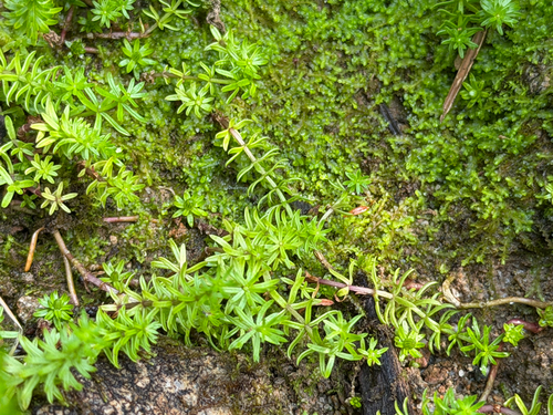 Hippuris montana, photograph 1
