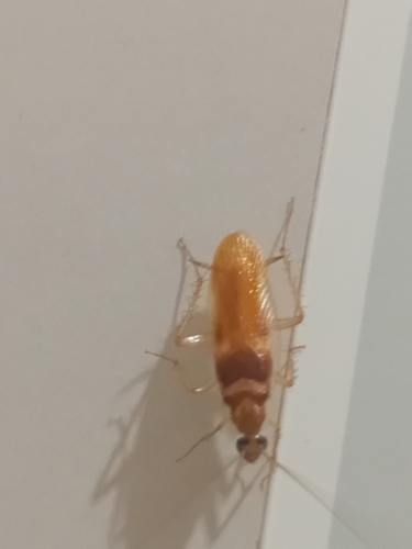 Brown-banded Cockroach