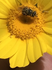 Tetropismenus hirtus