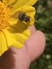 Tetropismenus hirtus